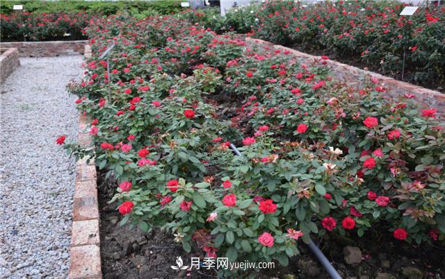 花開華南地區(qū)，哪些月季品種，征服了廣州這片“熱土”？(圖9)