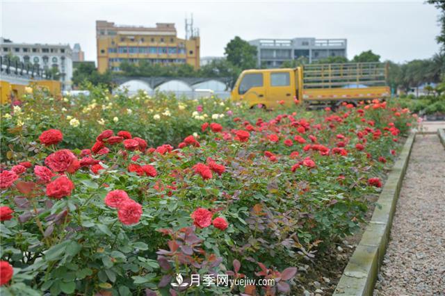 花開華南地區(qū)，哪些月季品種，征服了廣州這片“熱土”？(圖10)