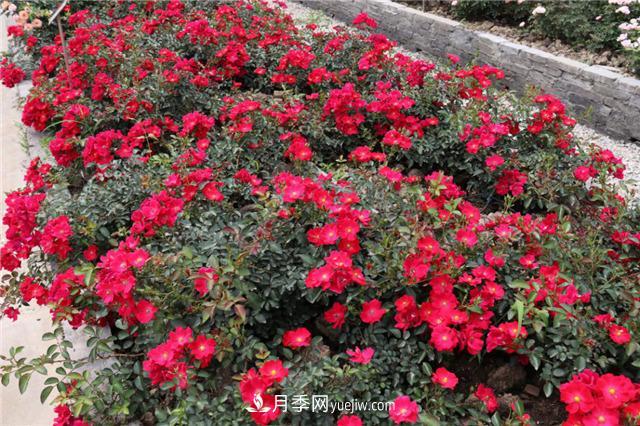 花開華南地區(qū)，哪些月季品種，征服了廣州這片“熱土”？(圖11)