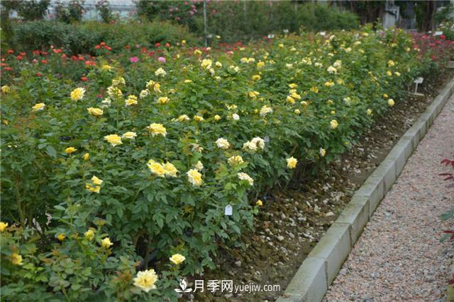 花開華南地區(qū)，哪些月季品種，征服了廣州這片“熱土”？(圖12)