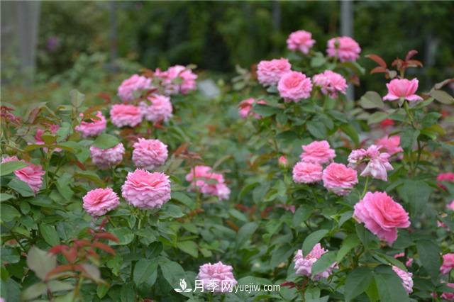 花開華南地區(qū)，哪些月季品種，征服了廣州這片“熱土”？(圖13)
