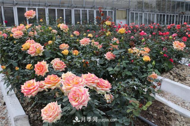 花開華南地區(qū)，哪些月季品種，征服了廣州這片“熱土”？(圖14)