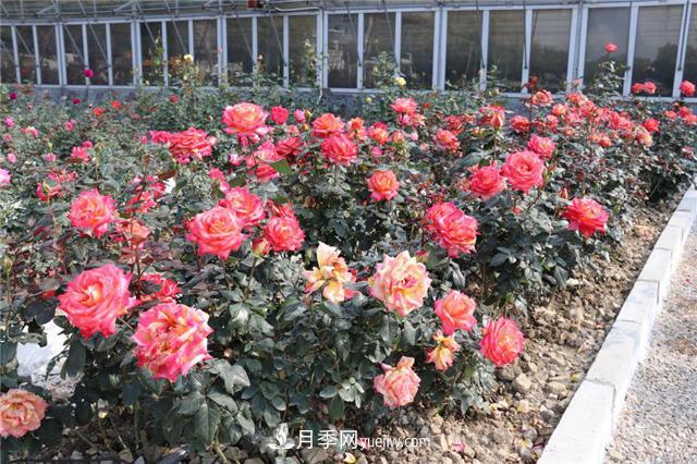 花開華南地區(qū)，哪些月季品種，征服了廣州這片“熱土”？(圖15)