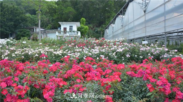 花開華南地區(qū)，哪些月季品種，征服了廣州這片“熱土”？(圖16)