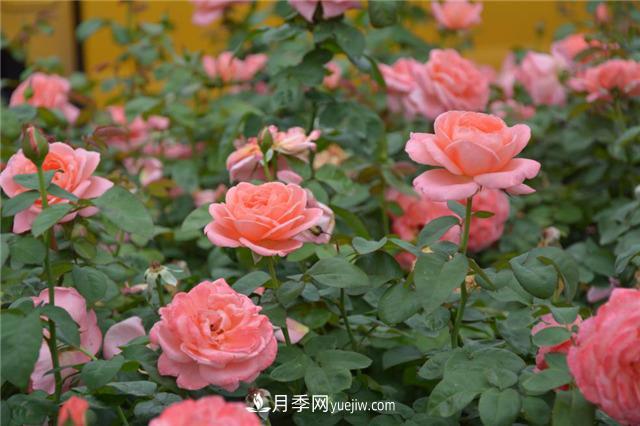 花開華南地區(qū)，哪些月季品種，征服了廣州這片“熱土”？(圖17)