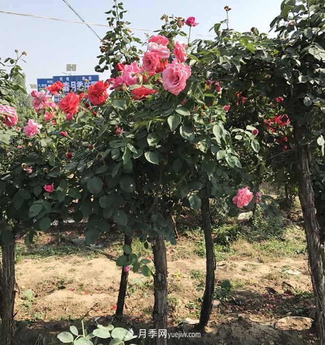 月季樹批發(fā)基地：化肥農藥控量減害增效技能(圖1)