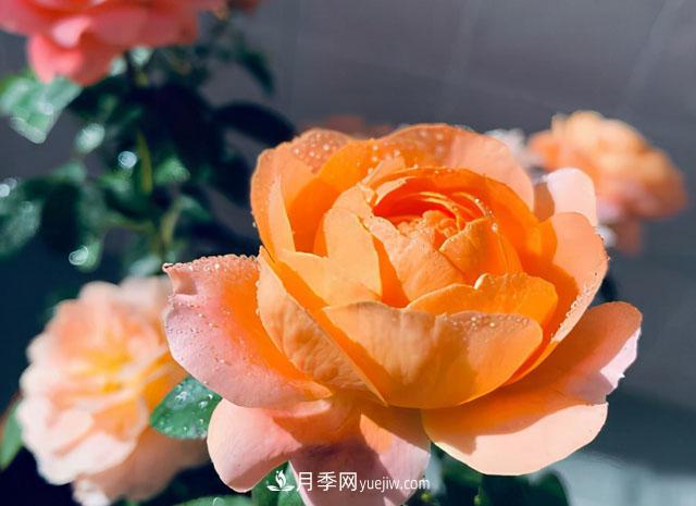雙11必買(mǎi)的5款爆火月季，勤花好看耐開(kāi)(圖1)
