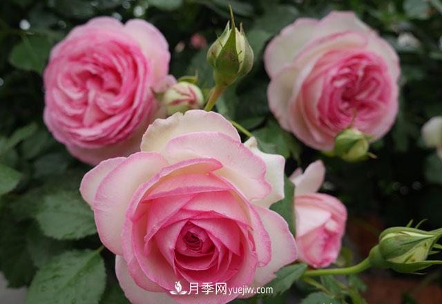 雙11必買(mǎi)的5款爆火月季，勤花好看耐開(kāi)(圖3)