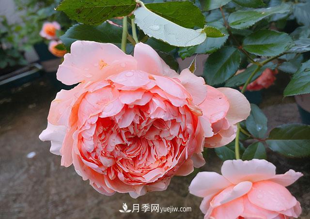 雙11必買(mǎi)的5款爆火月季，勤花好看耐開(kāi)(圖4)