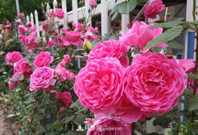 雙11必買(mǎi)的5款爆火月季，勤花好看耐開(kāi)(圖5)