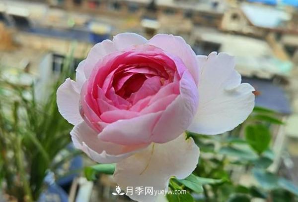 被稱作“***美***香”的月季花，花型超大，你知道是哪個品種嗎(圖1)