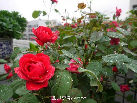 月季，十月那一團(tuán)紅色的夢(mèng)(圖1)
