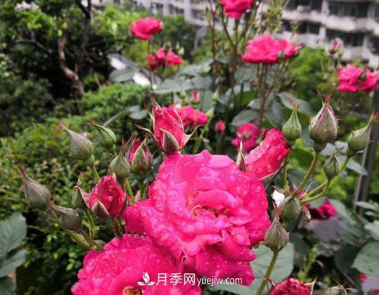 月季，十月那一團(tuán)紅色的夢(mèng)(圖2)