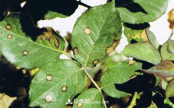 月季炭疽病癥狀、發(fā)病特點(diǎn)及防治方法(圖1)