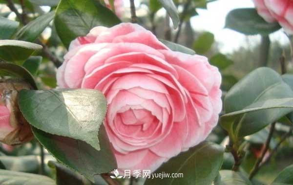 月季炭疽病癥狀、發(fā)病特點(diǎn)及防治方法(圖2)