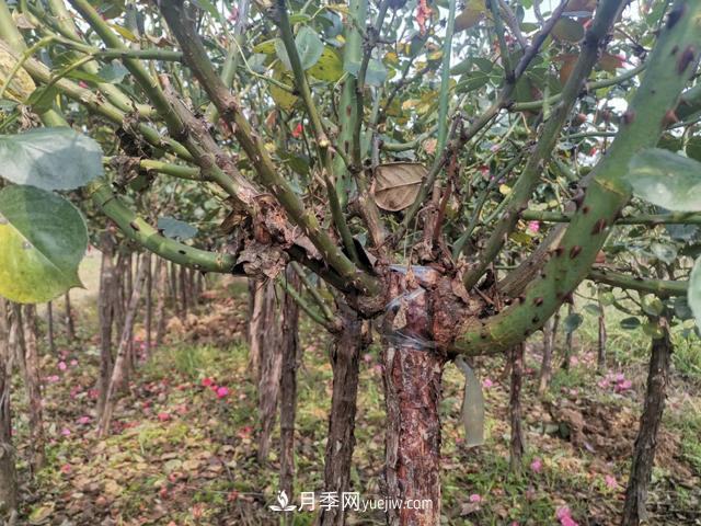 10公分的樹狀月季批發(fā)價(jià)格多少錢一棵？全解答(圖3)