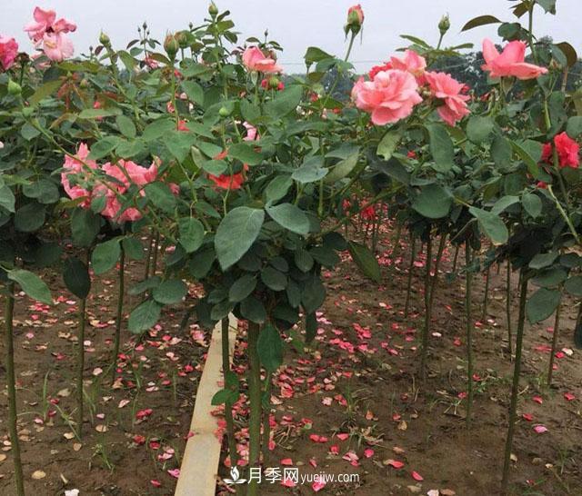 樹狀月季哪些品種好？樹狀月季批發(fā)采購價(jià)格是多少？(圖1)