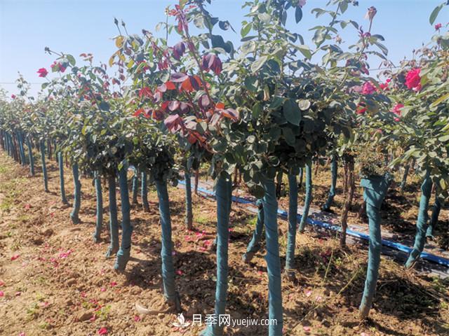 南陽樹狀月季價格差別這么大，樹狀月季的價格受什么因素影響？(圖1)
