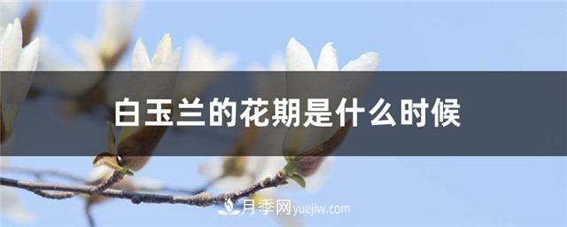 南陽(yáng)玉蘭基地，白玉蘭的花期是什么時(shí)候(圖1)