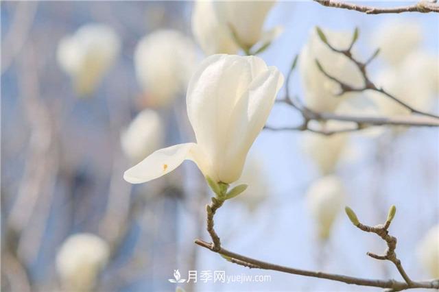 南陽(yáng)玉蘭基地，白玉蘭的花期是什么時(shí)候(圖2)