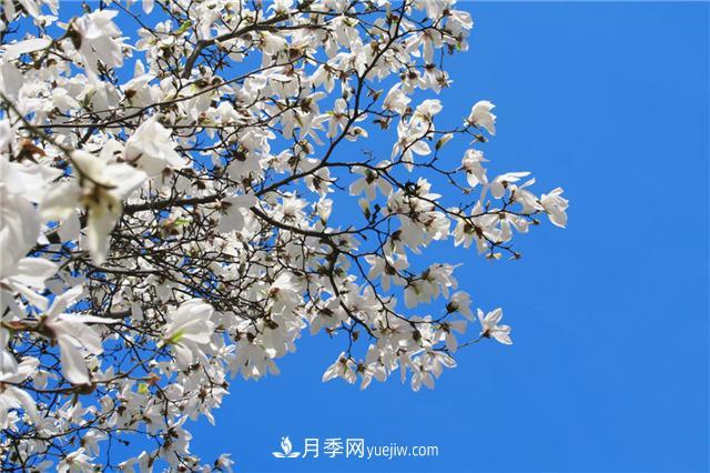 南陽(yáng)玉蘭基地，白玉蘭的花期是什么時(shí)候(圖3)