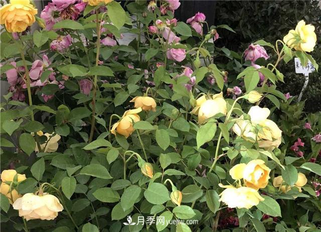 月季花葉子發(fā)黃怎么回事？4個原因(圖3)