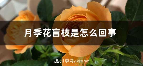 月季花盲枝是怎么回事？怎么處理？(圖1)