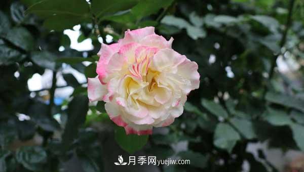 月季花盲枝是怎么回事？怎么處理？(圖2)