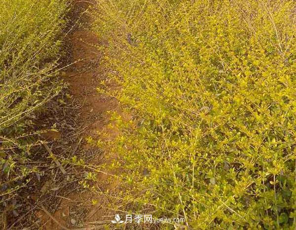 連翹的生長習(xí)性，品種與類別的介紹(圖1)