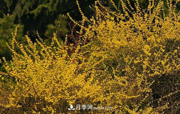 連翹的生長習(xí)性，品種與類別的介紹(圖3)