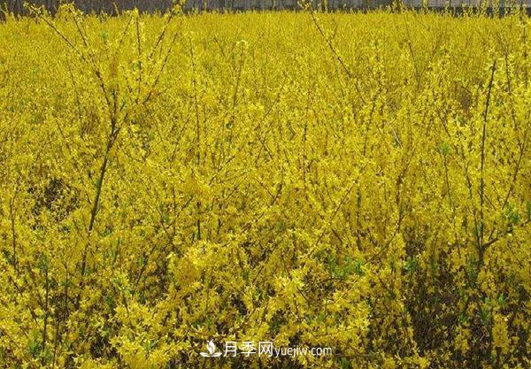 連翹的生長習(xí)性，品種與類別的介紹(圖2)