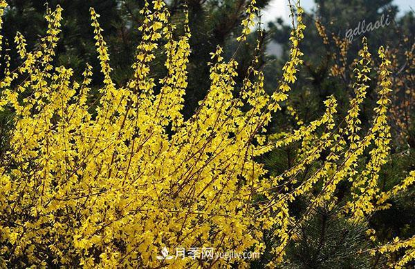 連翹的生長習(xí)性，品種與類別的介紹(圖4)
