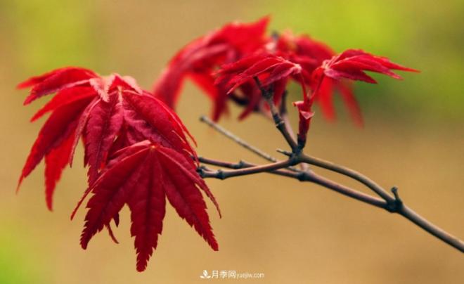 日本紅楓、美國紅楓、中國紅楓這樣區(qū)分，認(rèn)識這種彩葉苗木(圖1)