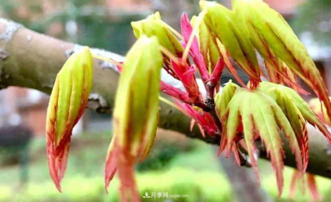 日本紅楓、美國紅楓、中國紅楓這樣區(qū)分，認(rèn)識這種彩葉苗木(圖3)