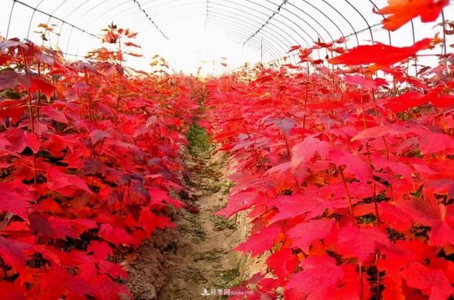 日本紅楓、美國紅楓、中國紅楓這樣區(qū)分，認(rèn)識這種彩葉苗木(圖8)