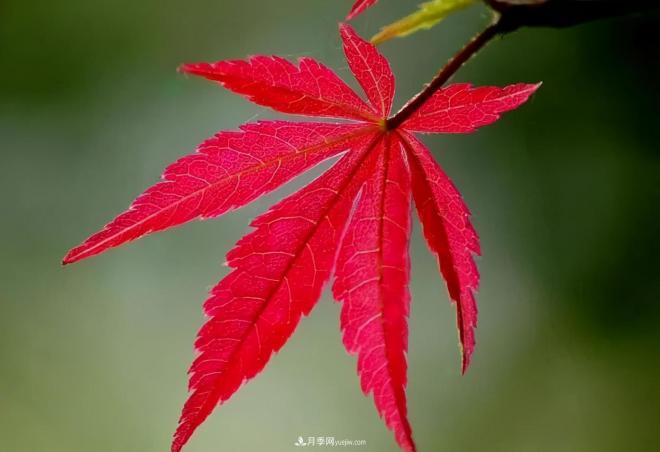 日本紅楓、美國紅楓、中國紅楓這樣區(qū)分，認(rèn)識這種彩葉苗木(圖5)