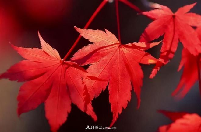 日本紅楓、美國紅楓、中國紅楓這樣區(qū)分，認(rèn)識這種彩葉苗木(圖4)