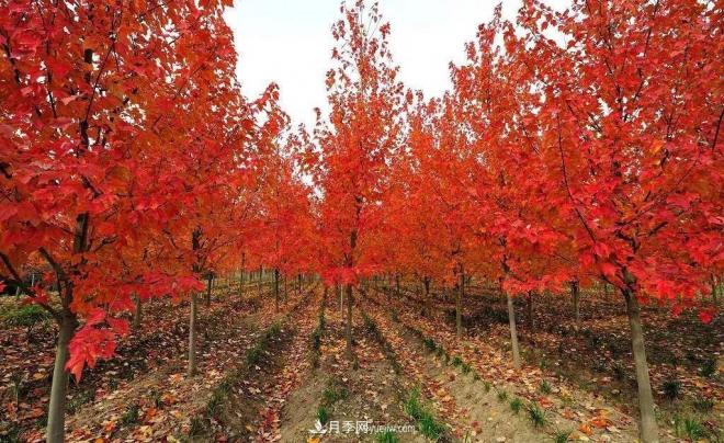 日本紅楓、美國紅楓、中國紅楓這樣區(qū)分，認(rèn)識這種彩葉苗木(圖9)