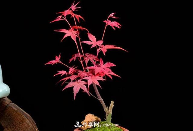 日本紅楓、美國紅楓、中國紅楓這樣區(qū)分，認(rèn)識這種彩葉苗木(圖7)