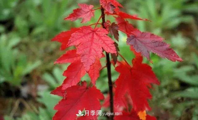 日本紅楓、美國紅楓、中國紅楓這樣區(qū)分，認(rèn)識這種彩葉苗木(圖6)