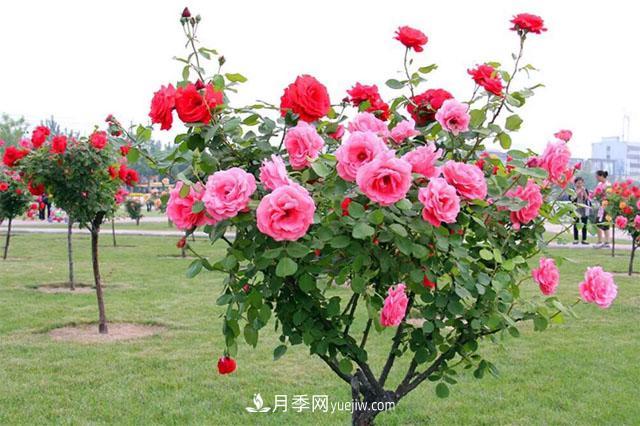 樹(shù)狀月季，月季新品，綠化之選，美出天際(圖2)