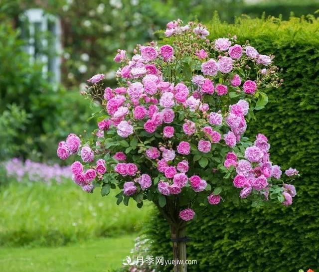 月季升級版月季樹，養(yǎng)護(hù)就4點(diǎn)，有模有樣開成樹月花(圖3)