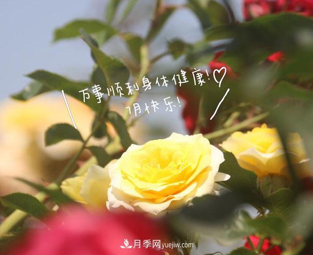 月季科學(xué)養(yǎng)護(hù)大盤點(diǎn)，讓你少走彎路！(圖1)