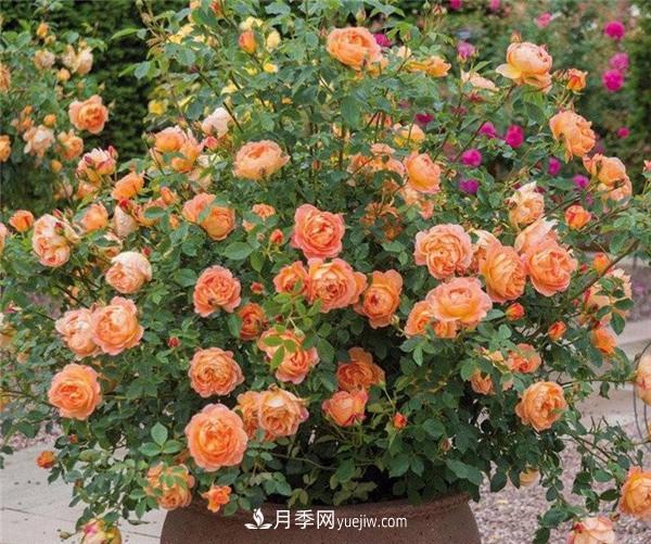 推薦6款月季，高貴典雅的花名讓人過(guò)目不忘(圖5)