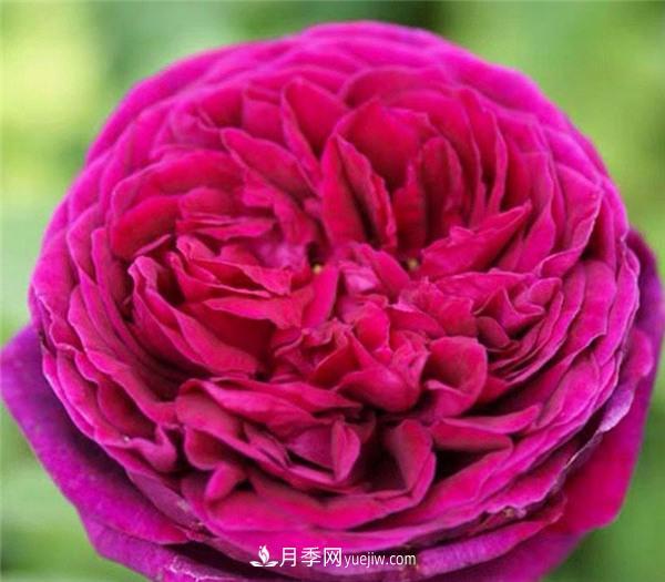 推薦6款月季，高貴典雅的花名讓人過(guò)目不忘(圖6)