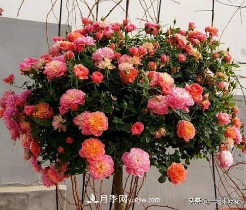 5種微型月季，好養(yǎng)又好看，是陽(yáng)臺(tái)盆栽月季佳品(圖3)