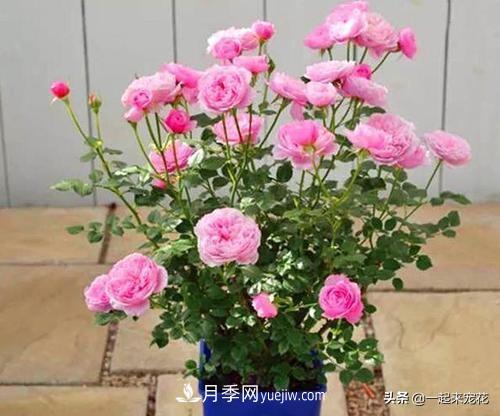 5種微型月季，好養(yǎng)又好看，是陽(yáng)臺(tái)盆栽月季佳品(圖1)