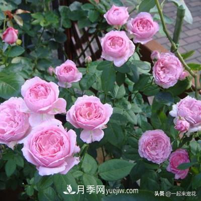 5種微型月季，好養(yǎng)又好看，是陽(yáng)臺(tái)盆栽月季佳品(圖2)