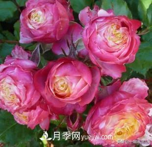 5種微型月季，好養(yǎng)又好看，是陽(yáng)臺(tái)盆栽月季佳品(圖6)