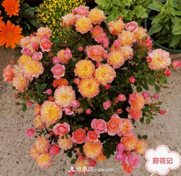 月季冬剪養(yǎng)護(hù)，豈能“統(tǒng)一行動(dòng)”？此篇揭開冬剪時(shí)間之謎(圖2)